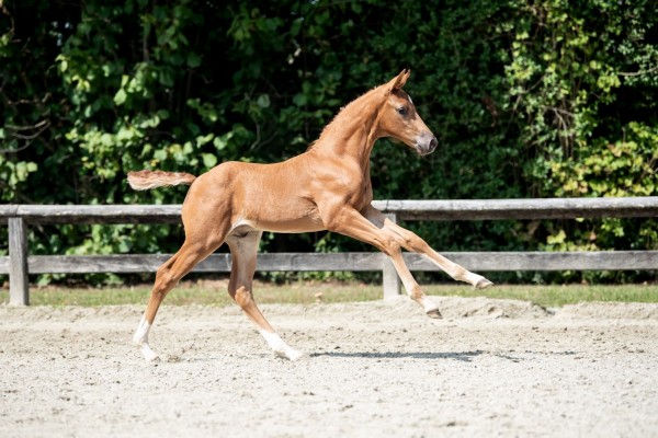 21,500 euros for auction topper Amazing Boy from the Kempenhoeve